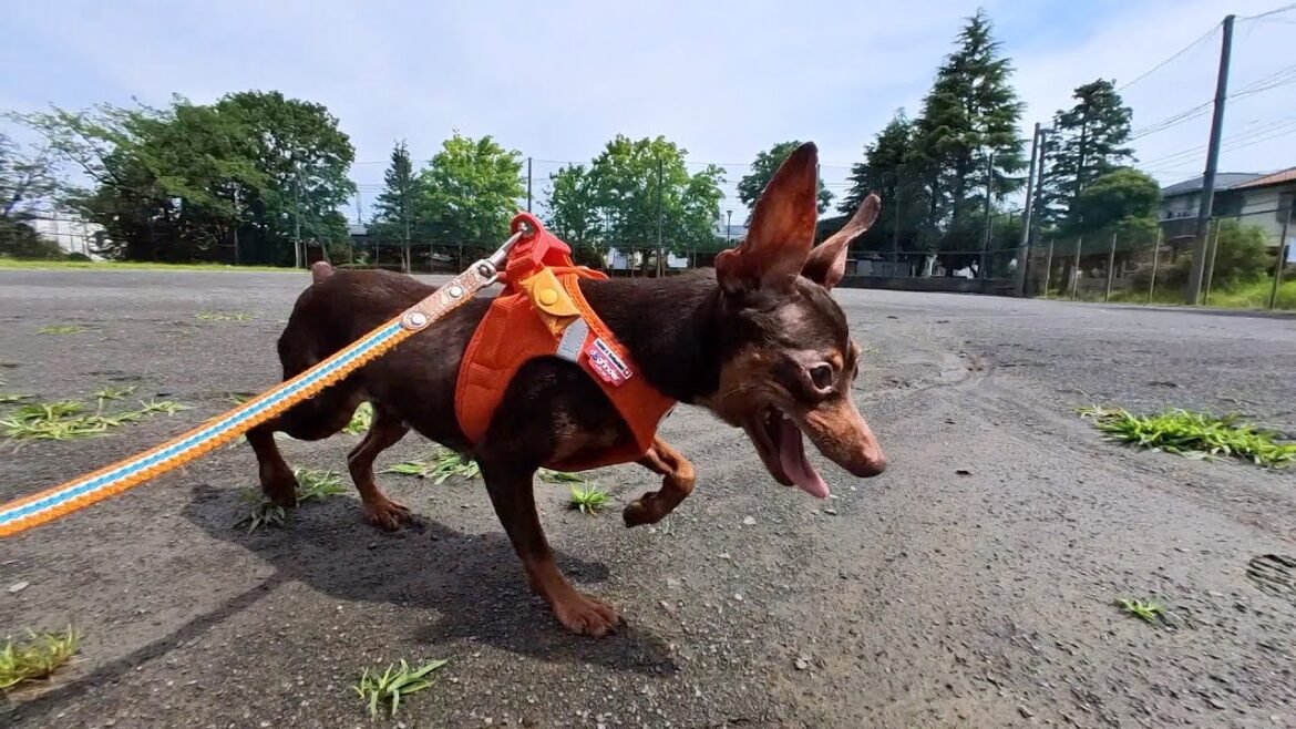 今日もまた一つ、世界を広げた保護犬ミニピン 今日もまた一つ、世界を広げた保護犬ミニピン