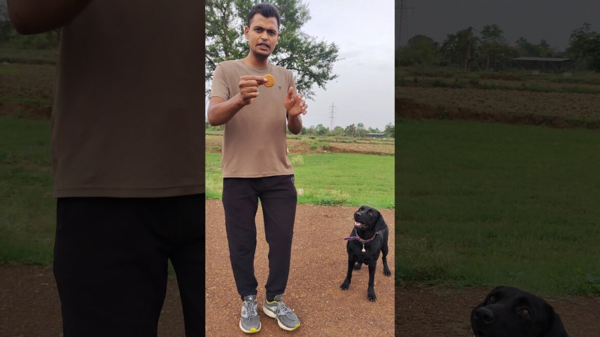 Smart Dog Crispy Speak Command 🤓 #shorts #labrador #dogtrainer #doglover