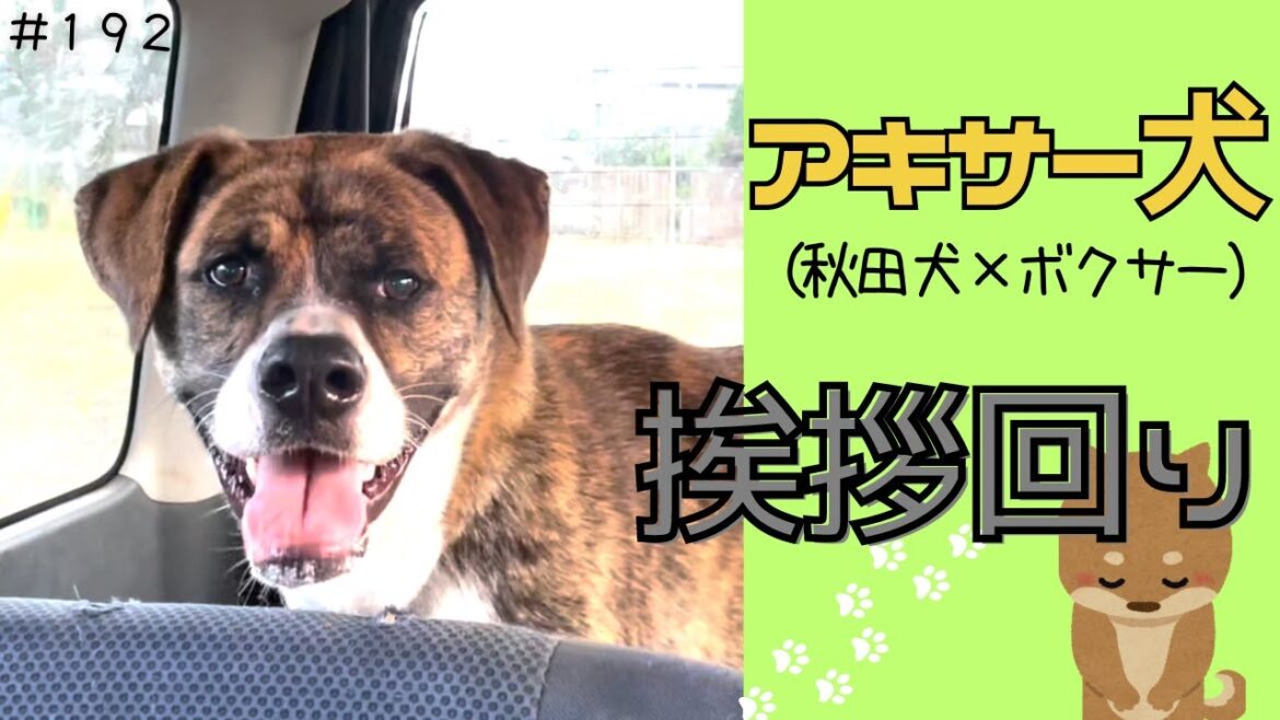 ドッグランに行くと必ず人に挨拶回りする犬がコチラです。