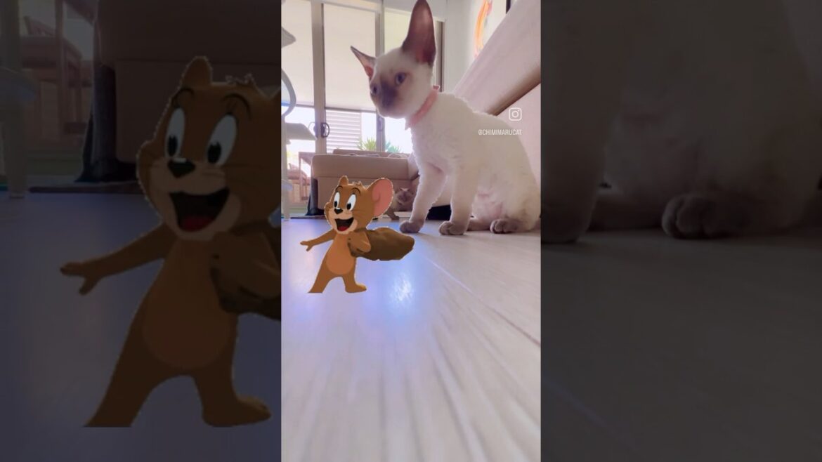 Devon Rex Siblings - Chimi & Hina😼🐱 #catsiblings #猫の兄妹 #devonrex #デボンレックス #cat #kitten