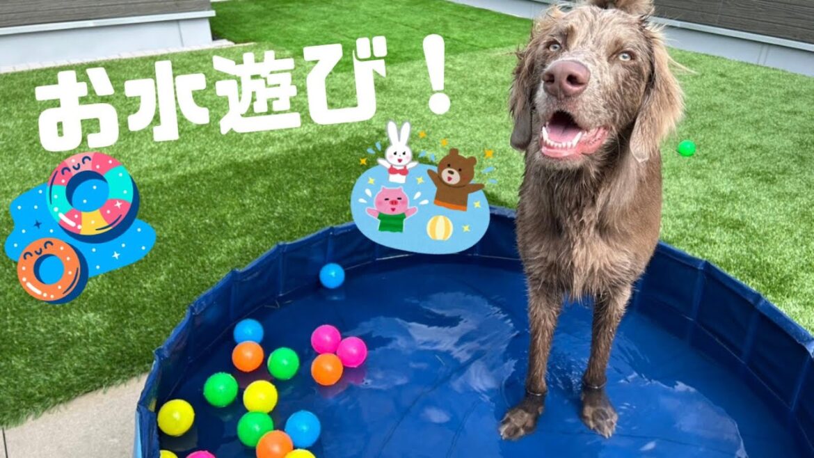 【ルルちゃん日記#34】暑い日の水遊びは最高です！