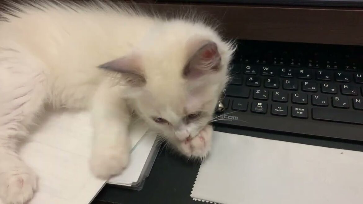 もう何もできない #cat #猫 #ラグドール