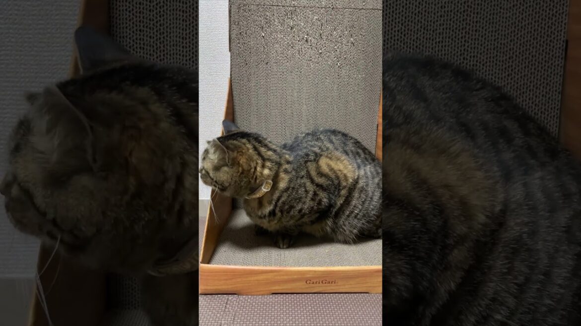 ボブテイルたぬき猫の爪とぎの様子 #shorts#猫#元野良#キジトラ#ボブテイル