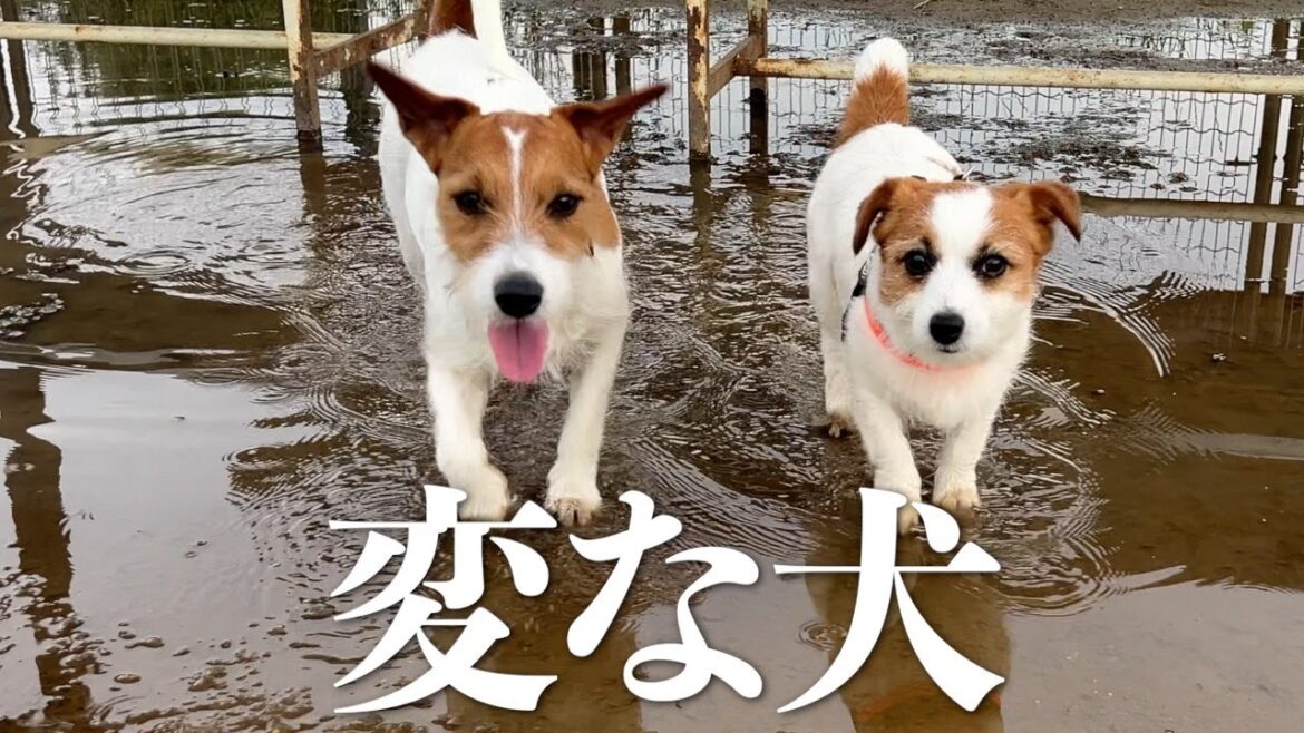 ドッグランに水たまりがあると変な犬が集まります/ジャックラッセルテリア