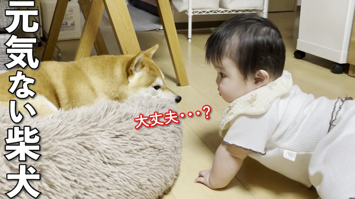 赤ちゃんが近づいても反応なく元気が無い柴犬が心配・・・