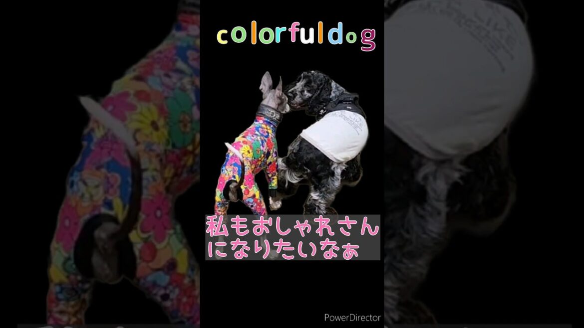 Vol.88 カラフルな犬byちゃんちゃかレディ #イングリッシュコッカースパニエル