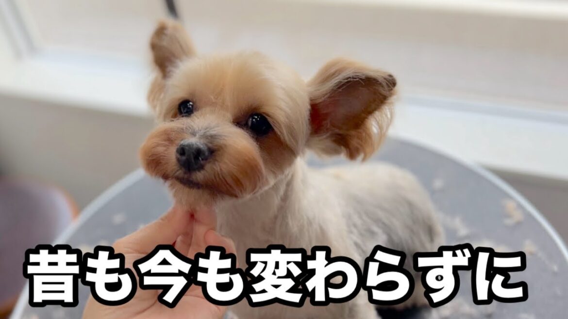 昔も今も変わらずに落ち着いているヨーキー♪（花ちゃん）