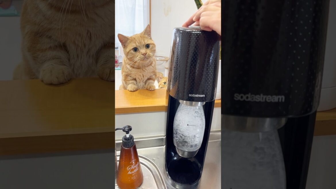 毎回、炭酸水を不思議がる猫 #猫 #マンチカン #shorts