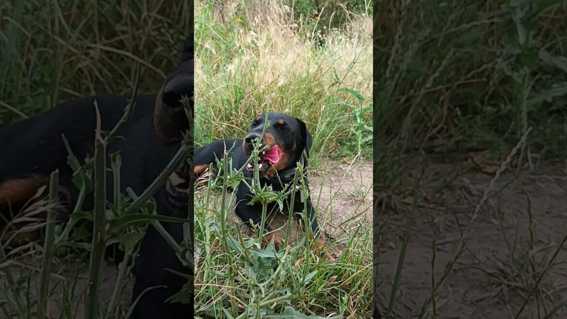 ⚡Рубик⚡ вода💦 ягдтерьер jagdterrier water