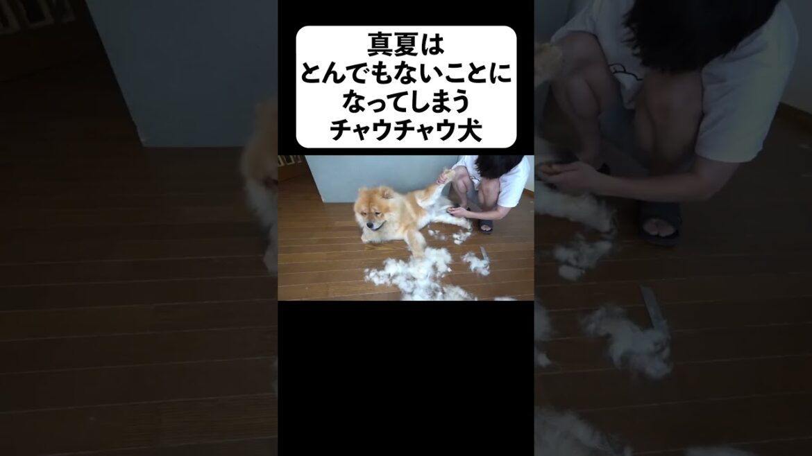 真夏はとんでもないことになってしまうチャウチャウ犬