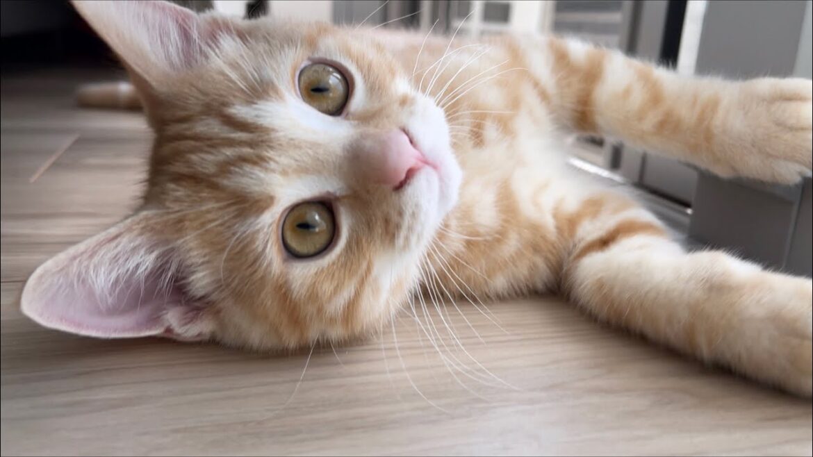 近距離で可愛い子猫をご覧ください【アメリカンショートヘア・レッドタビー】