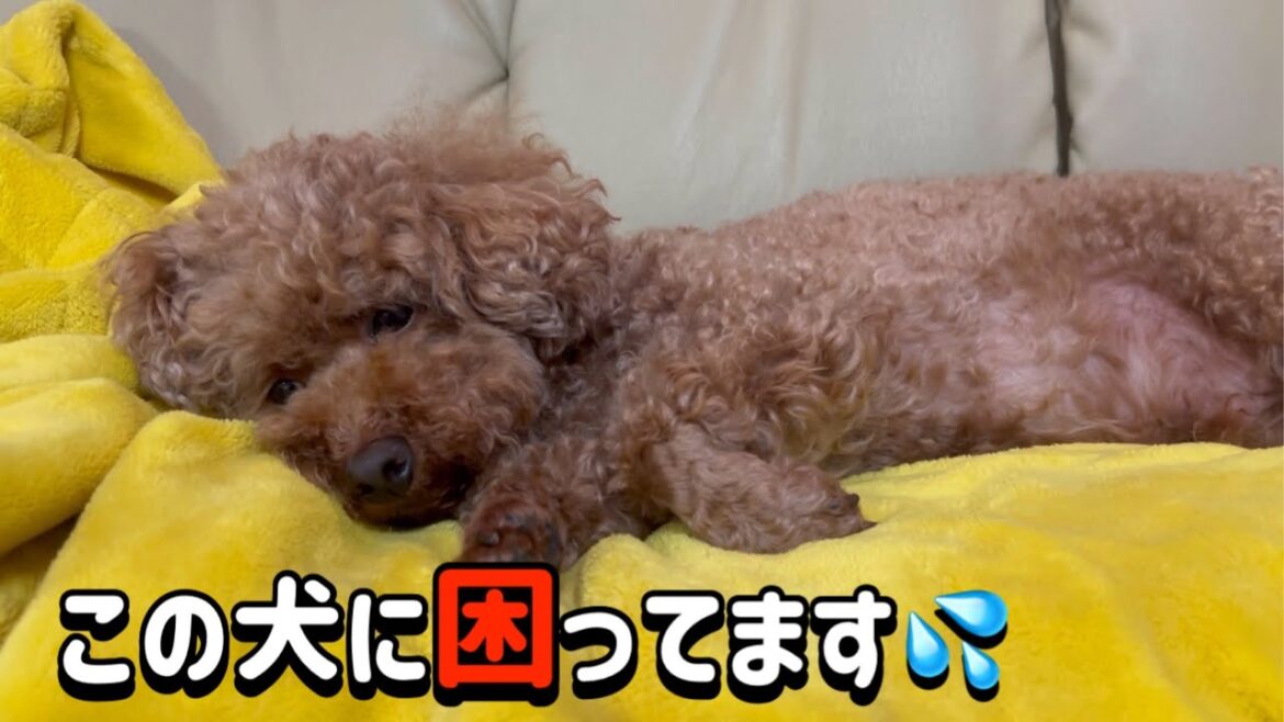 猛暑日 梅雨…愛犬トイプードルの過ごし方【名古屋 しゃべる トイプードル】
