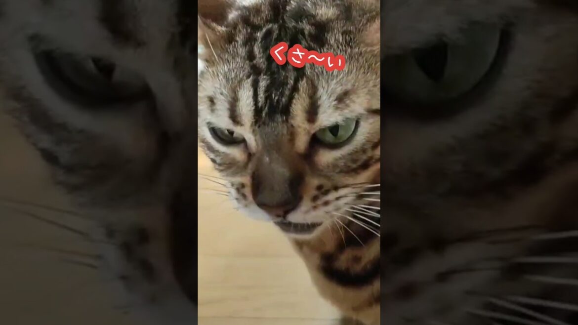 おしりに近づくと〜♪　ベルのくさ〜い顔#shorts