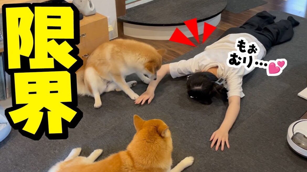 10日間、柴犬姉妹に会えなかった娘がぶっ倒れてしまいました…