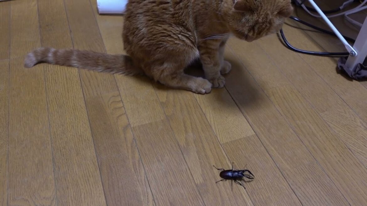 クワガタと社長 Stag beetle and the president #猫 #スコティッシュフォールド #猫動画 #cat #scottishfold #catvideos
