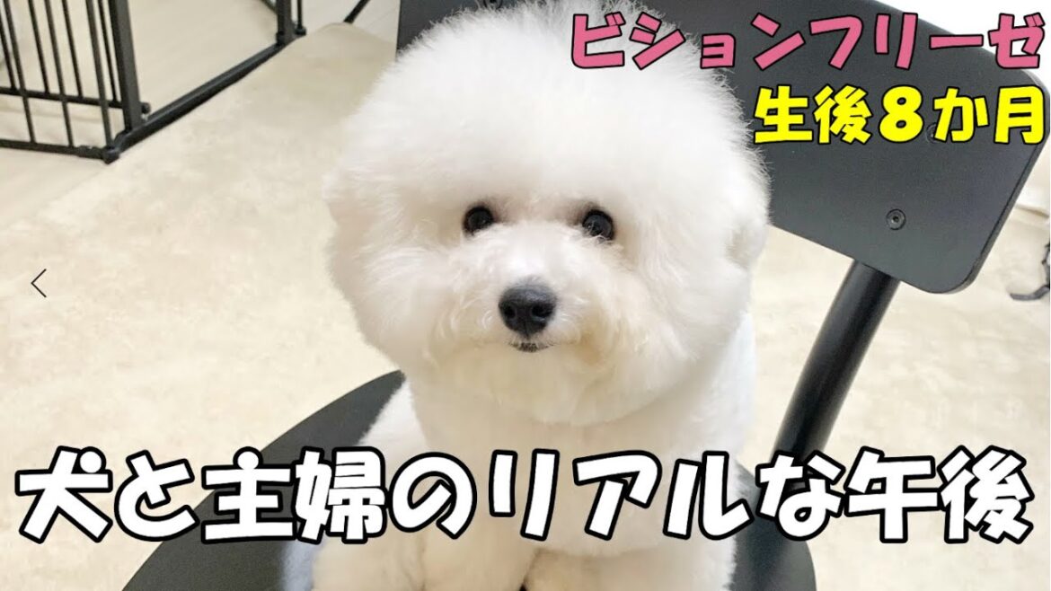 【日常vlog】お散歩直後の愛犬が可愛すぎたww【ビションフリーゼ】