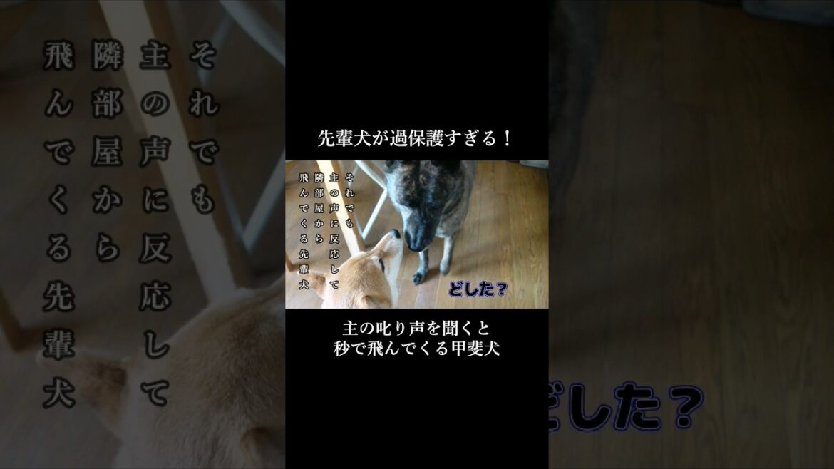 後輩犬を守りたい！主の叱り声が聞こえると秒でかけつける過保護な甲斐犬先輩　 #柴犬#甲斐犬 #youtubeshorts