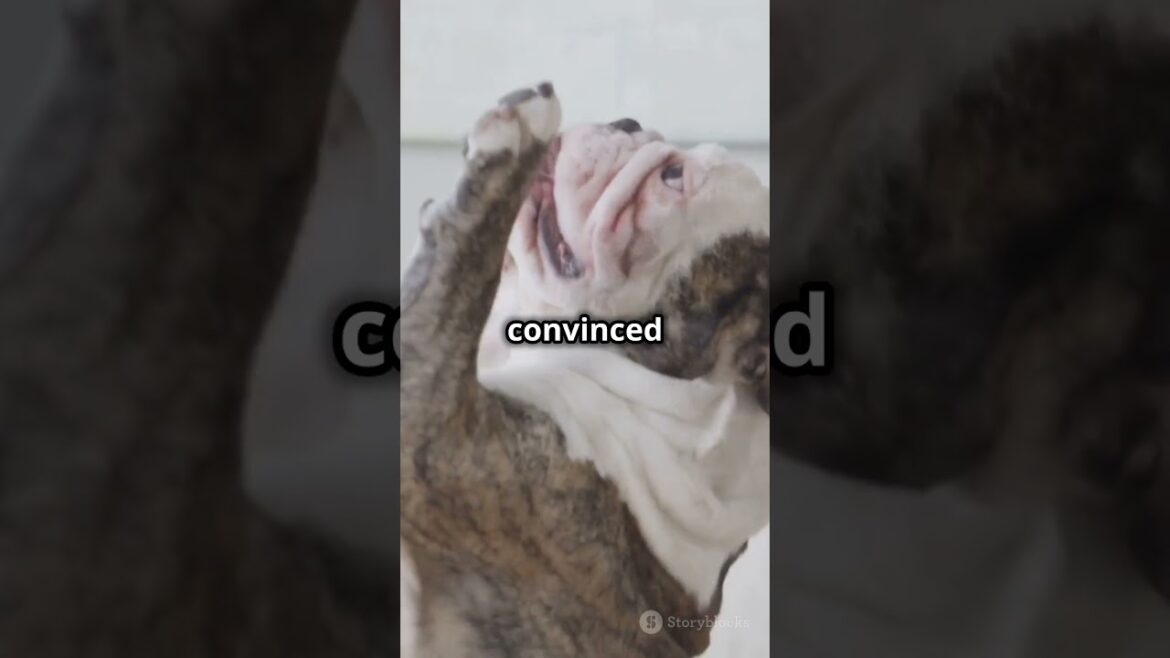 Pawsome Laughs: Hilarious Dog Antics! 🐶😂! #shorts #dogs #funnypets