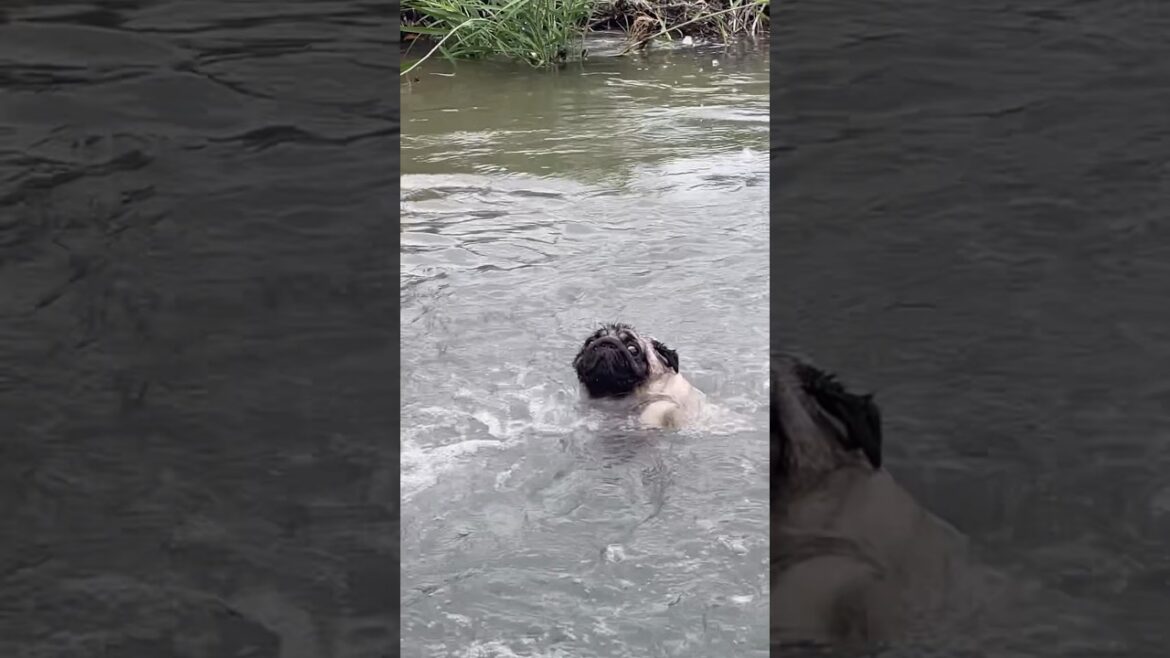 流れに立ち向かうパグくーちゃん君#パグ#pugshortvideo