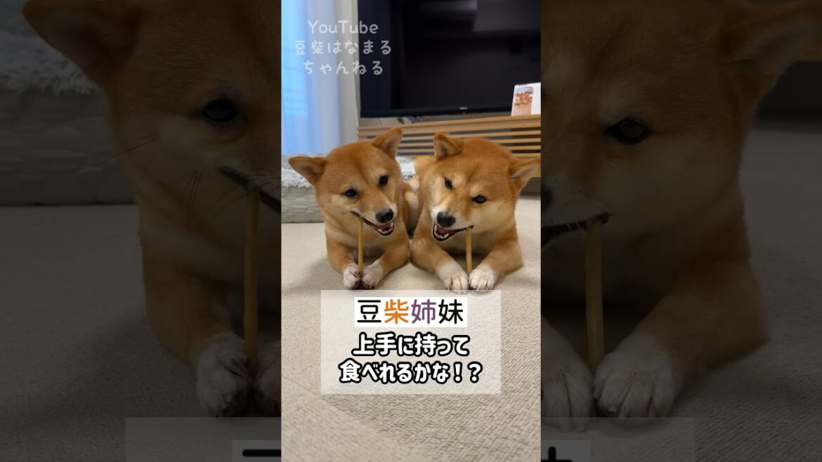 お気に入りのおやつを持って食べる豆柴姉妹 #Shorts