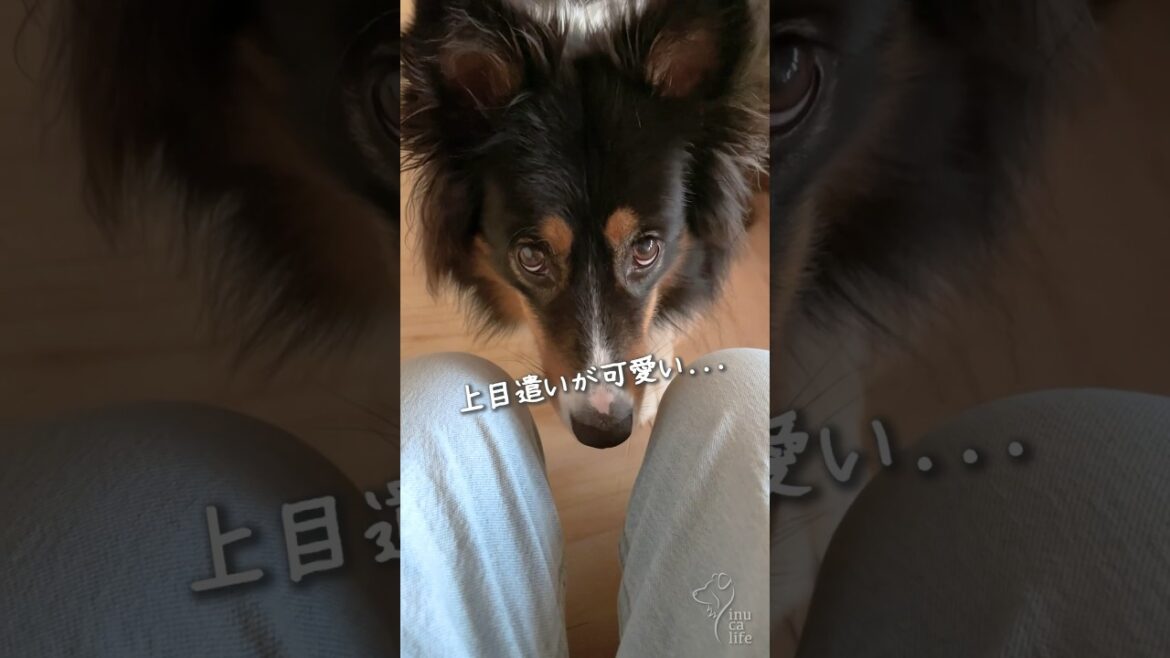 上目遣いでかまってアピールするオゥシーが可愛い #オーストラリアンシェパード #dog #犬