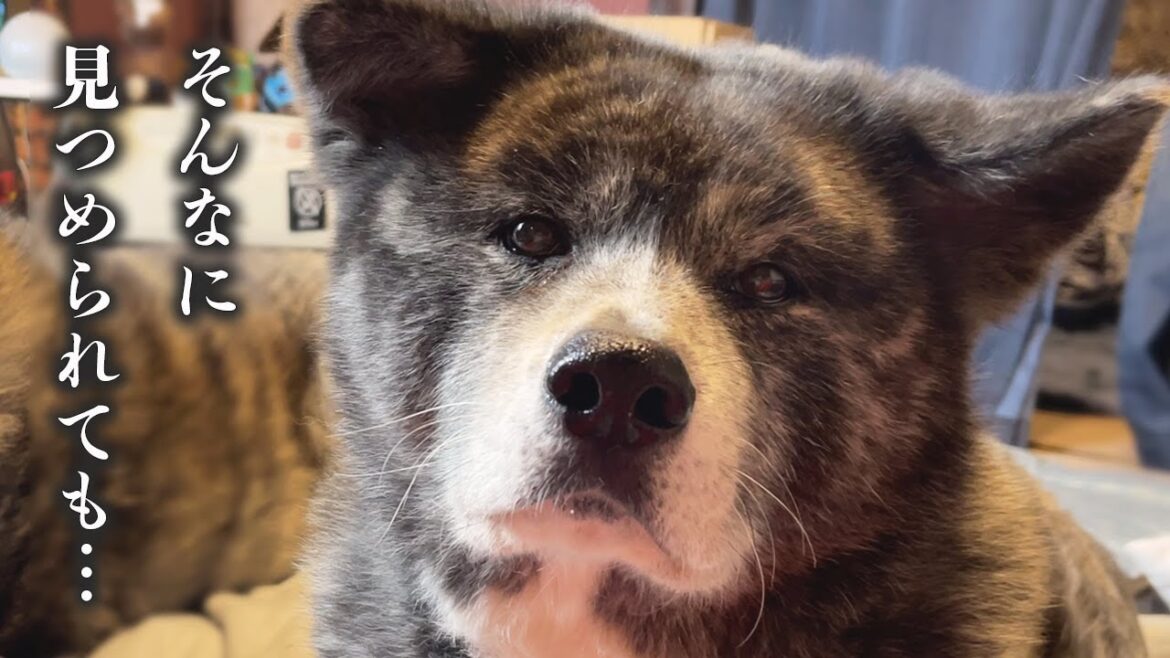 無言・無表情でこっちを見つめる秋田犬お菊/他１本【秋田犬】【大型犬】【akita dog】