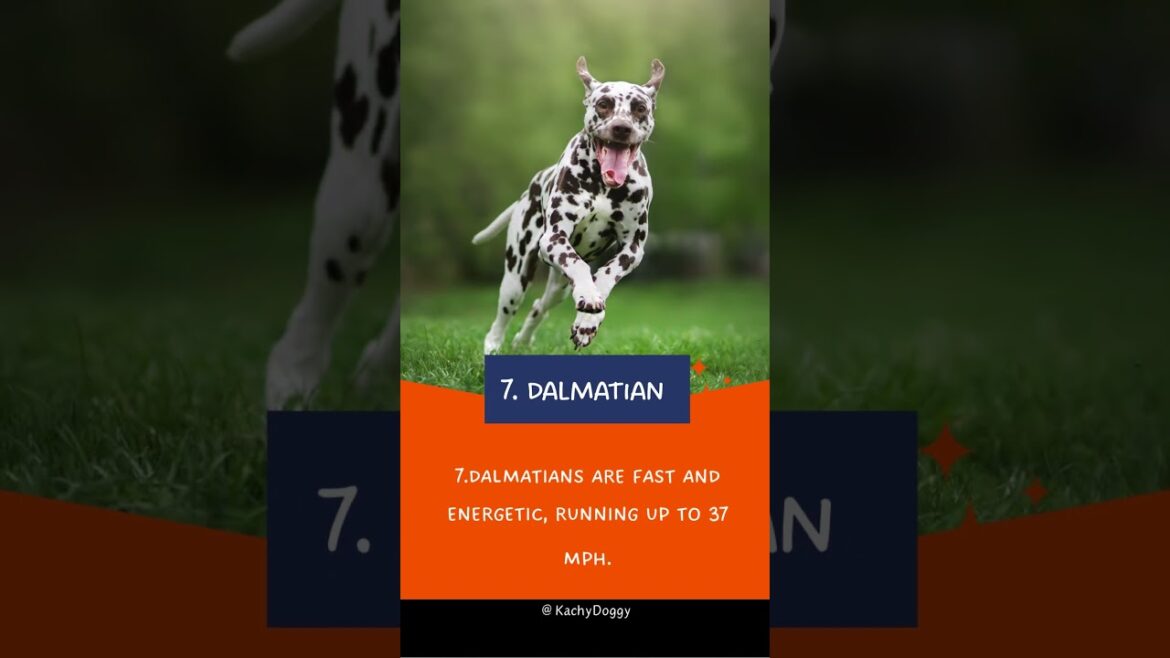 Top 10 Fastest Dog Breeds in the World 🐕 #shorts #dog