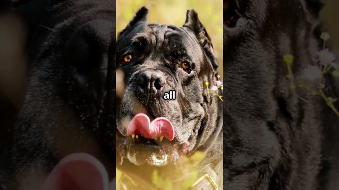 Top 5 Biggest Dogs in the World! 🐶 #dog #subscribe #shorts
