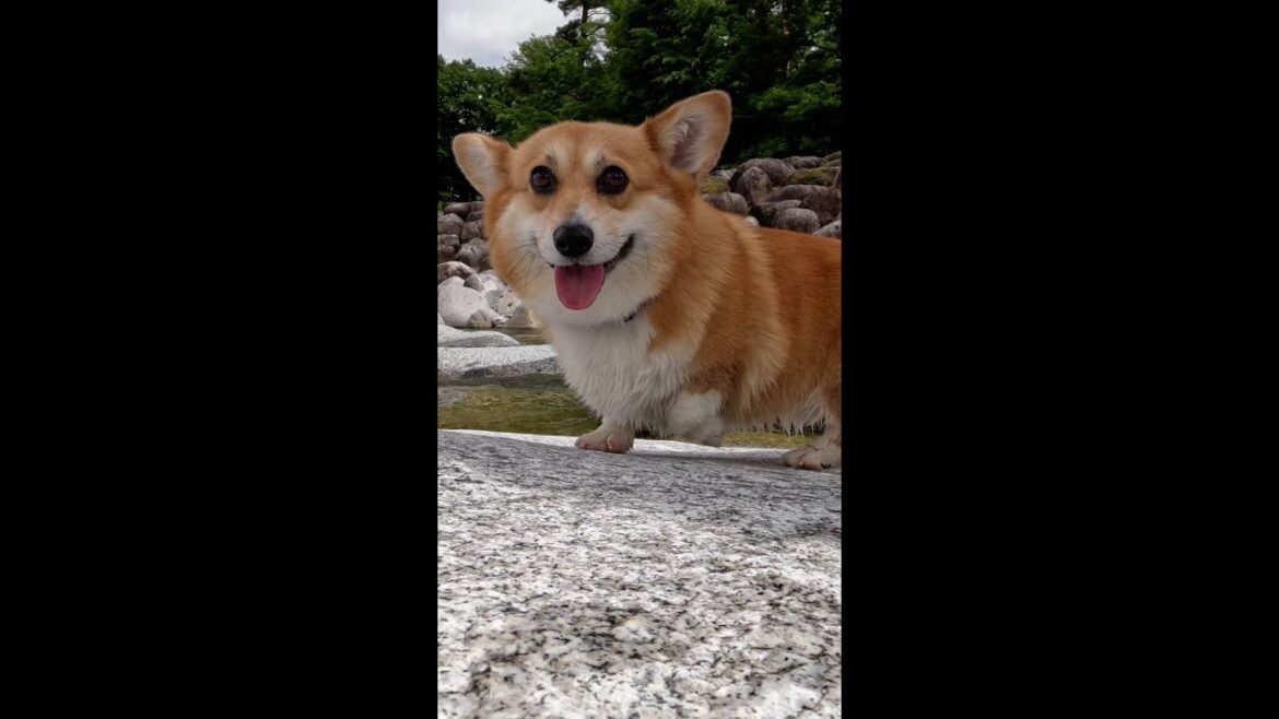 大きな石の上でご機嫌なコーギー / Corgi happy on the boulder #corgi #コーギー #サクラ