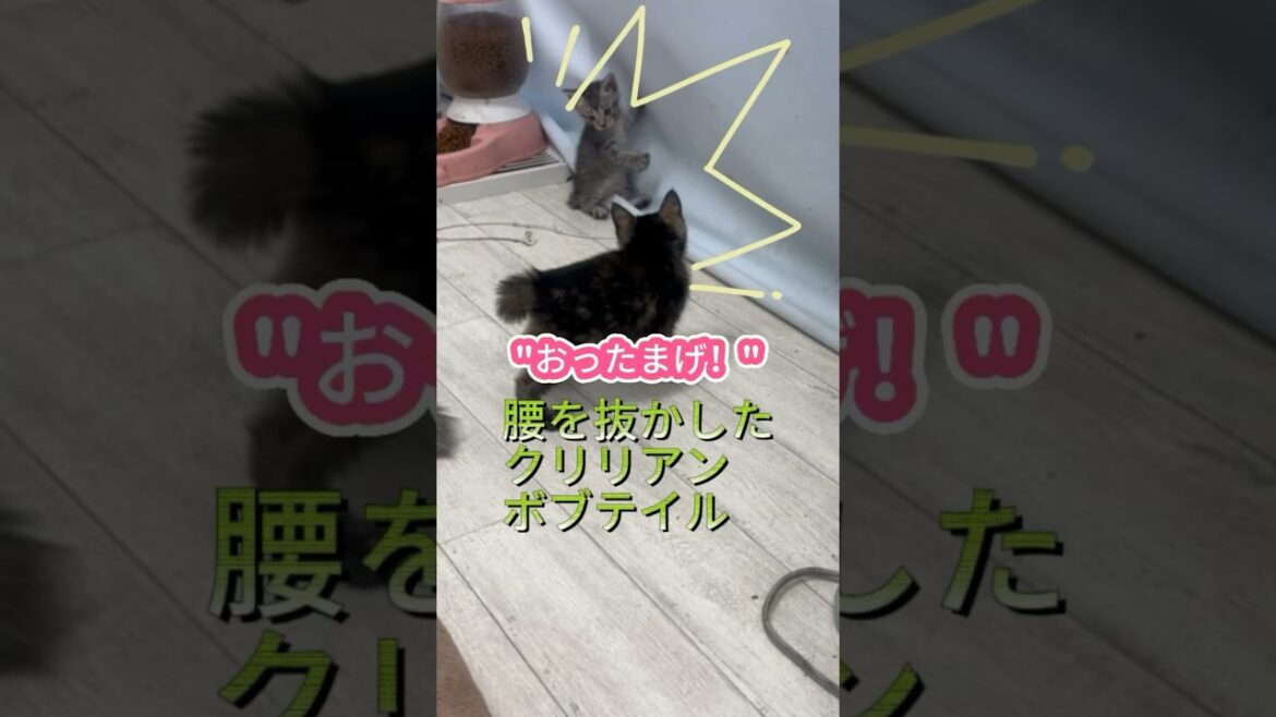 腰抜けた！#クリリアンボブテイル #かわいい子猫を毎日紹介しています #cuteanimal #cat #猫のいる暮らし @kichifrost
