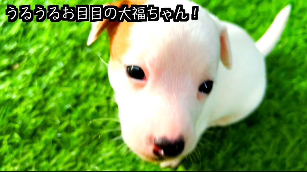 【ジャックラッセルテリア】お目目がうるうるの大福みたいな仔犬ちゃんに密着！「動物癒し動画にくきゅう」