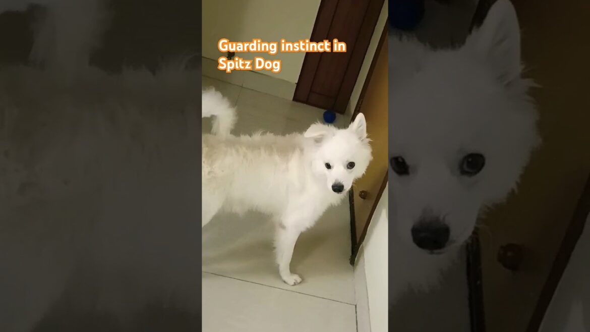 German Spitz is Barking for Intruders 👍 #germanspitz #guarddog #doglover #dog #spitz