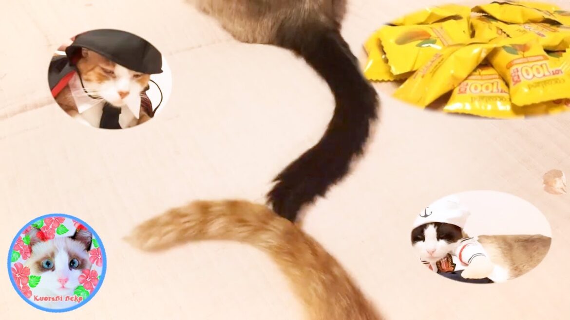 台湾土産のマンゴーぐみをのせられてしまったスノーシュー猫 @kuoranineko 台湾土産のマンゴーぐみをのせられてしまったスノーシュー猫 @kuoranineko