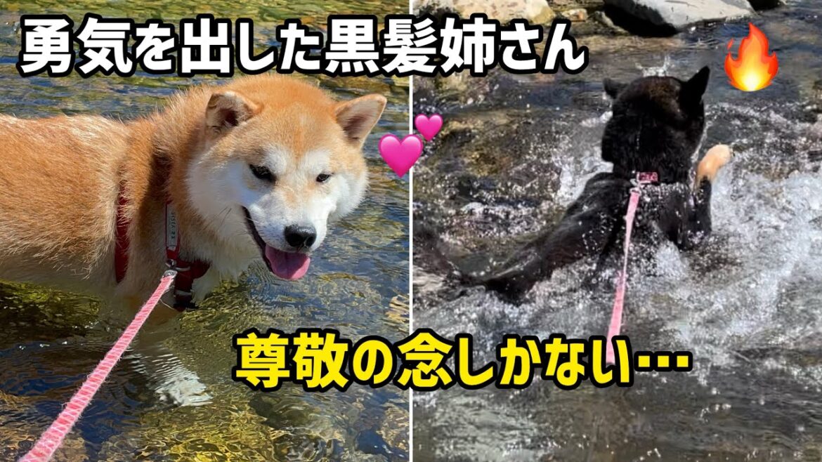 小粒黒柴と柴犬末っ子太郎の勇気ある行動は尊敬しかない笑
