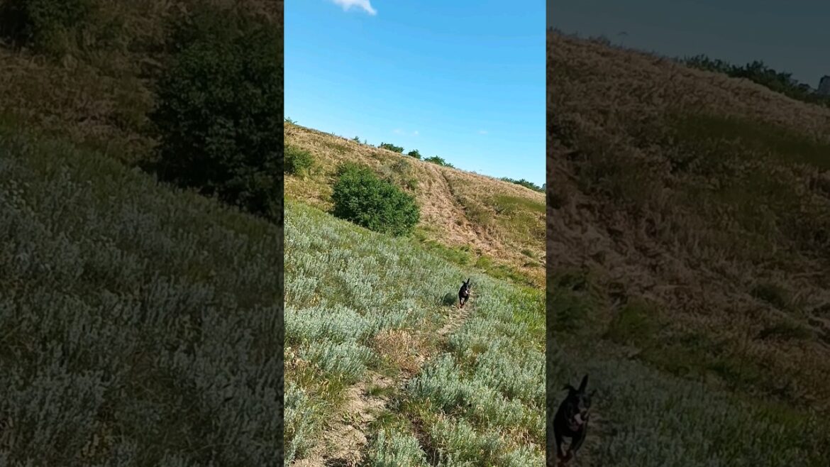 ⚡Рубик⚡ ягдтерьер jagdterrier