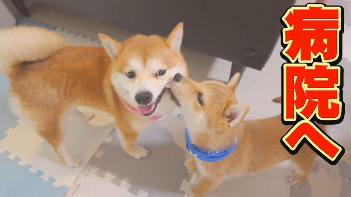 姉柴犬の病名が、判明しました・・・