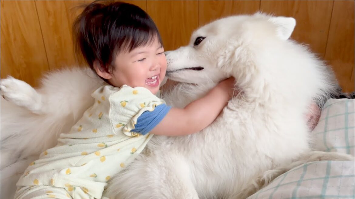 姪っ子のことが好きすぎて朝からペロペロチュッチュが止まらない大型犬