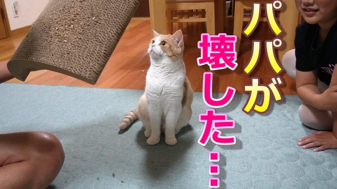 猫に疑いの目を向けられるパパ【スコティッシュフォールド】【アビシニアン】