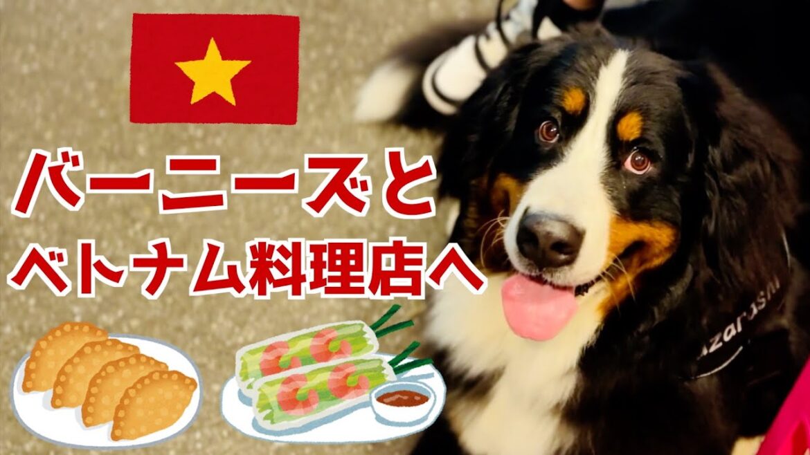 大型犬と行けるベトナム料理店！バーニーズマウンテンドッグとベトナム屋台の雰囲気を楽しむ☆