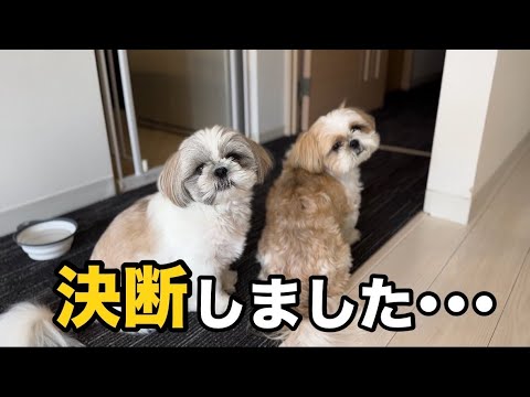 【シーズー】我が家の決断…! 【シーズー】我が家の決断…!