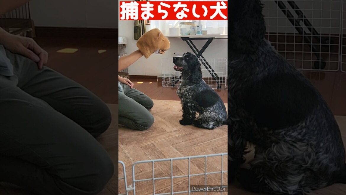 Vol.90 捕まらない犬byちゃんちゃかレディ #イングリッシュコッカースパニエル