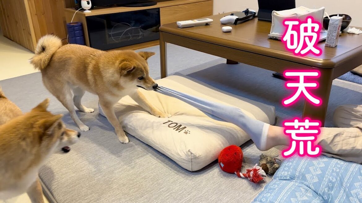 ママが嫌がることを堂々とやり退ける弟柴犬に唖然とする柴犬