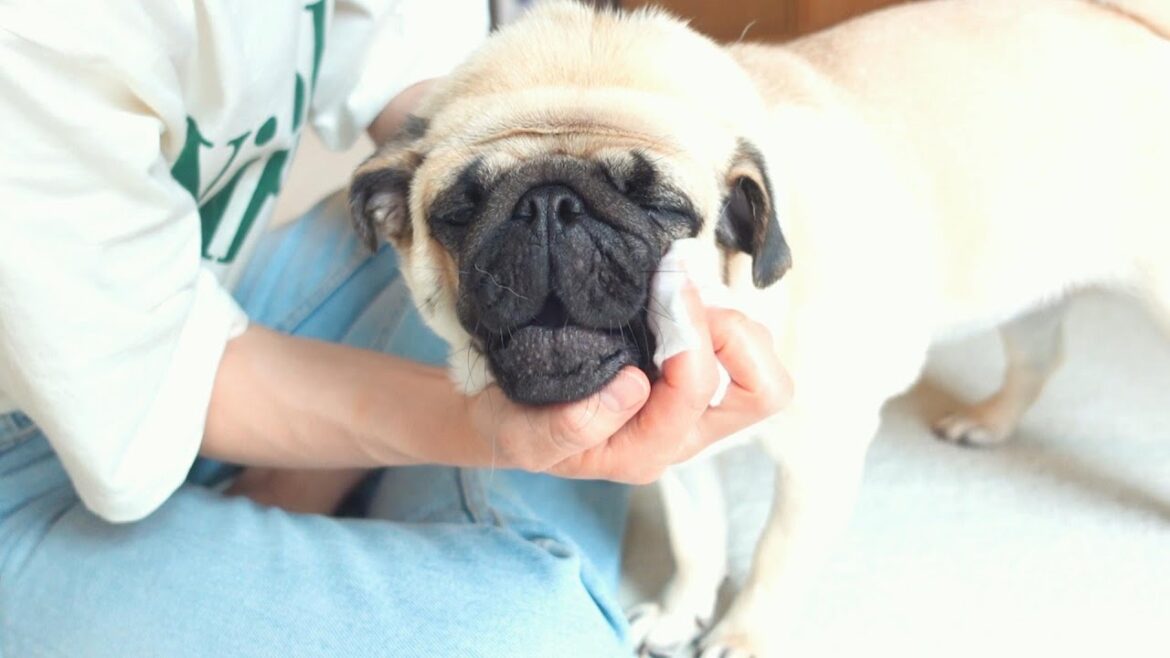 アイゾーンのお手入れをされたら気持ちよくてこうなっちゃいました。Pug felt good about having his eye zone taken care of.【パグ、pug】