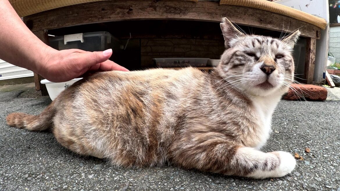 アメショー柄のシャム猫がビクビクしながら人間にモフられる