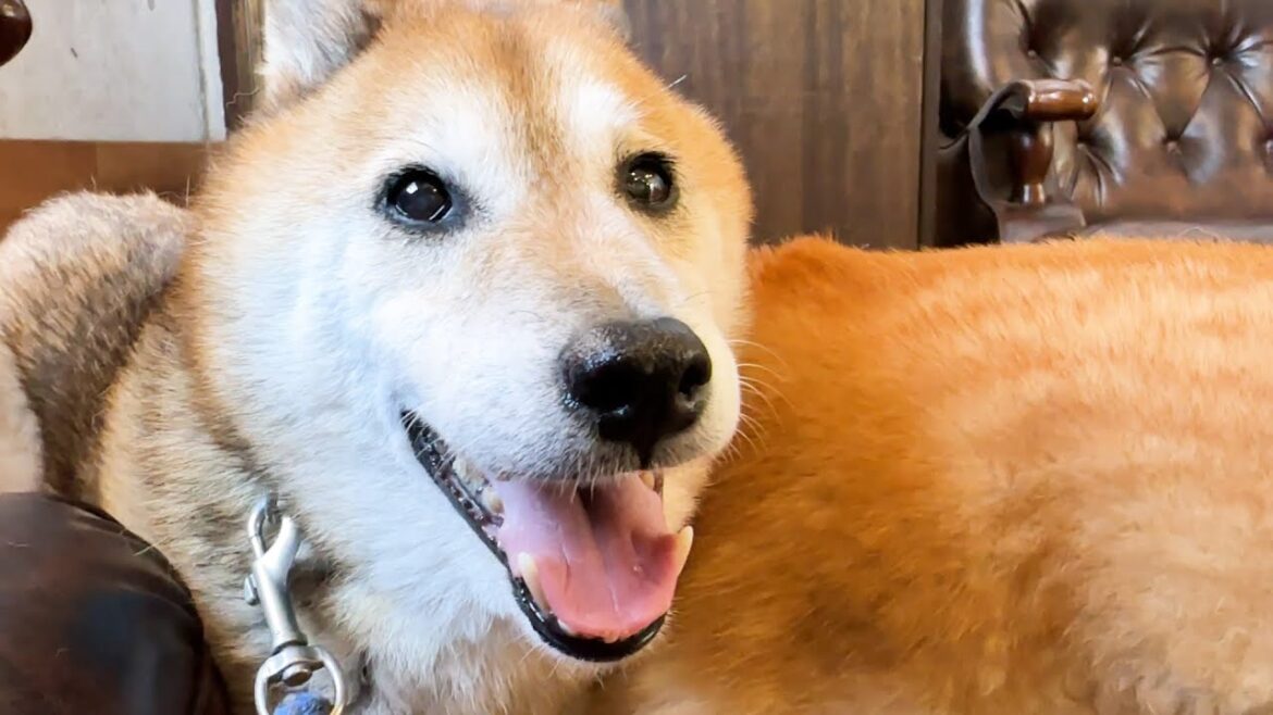我が家の柴犬コンビは病院をレストランだと勘違いしてます笑