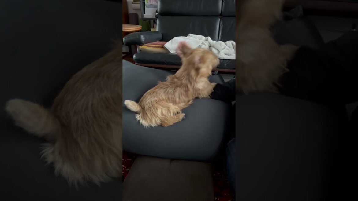 【続 たたか〜う】#shorts #norfolkterrier #kichi #dog #癒し #可愛い #愛犬キチ #遊ぶ