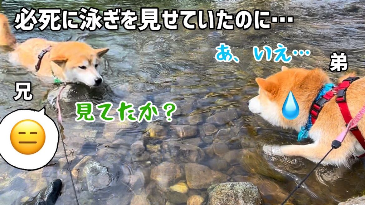 弟柴犬に得意の泳ぎを見せて誘うのに全く見ていない陽キャマイペース弟柴犬の兄弟関係が愛しすぎる！