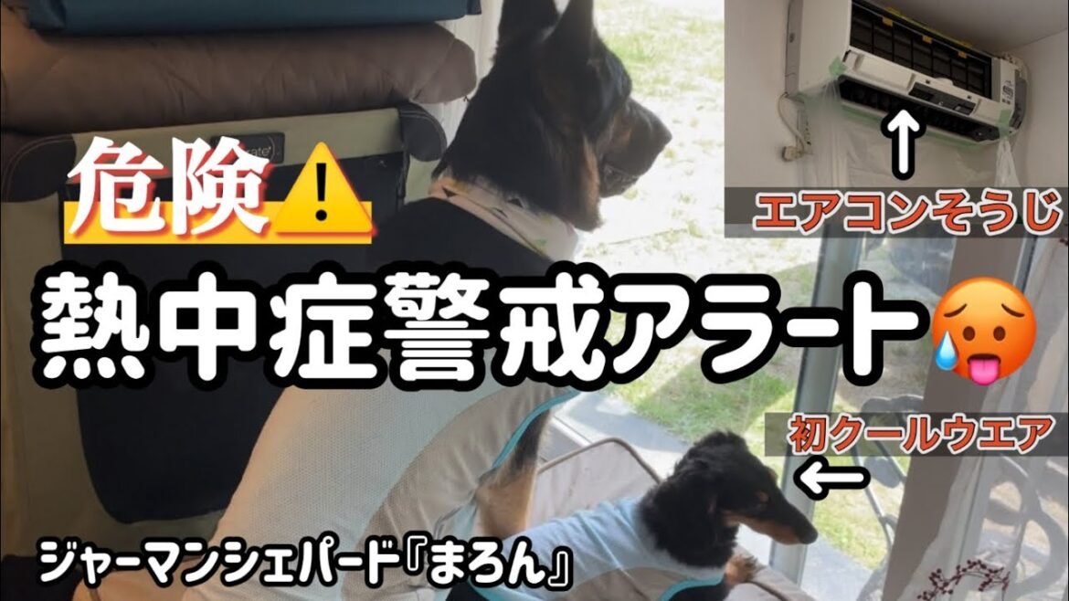 【ジャーマンシェパード】楽しすぎてはしゃぐ愛犬🐶でも猛暑で危険⚠️熱中症注意だからね🥵