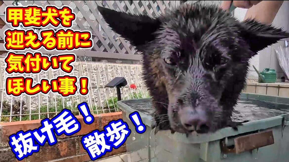 甲斐犬を飼う前に考えてほしい事-　甲斐犬いち
