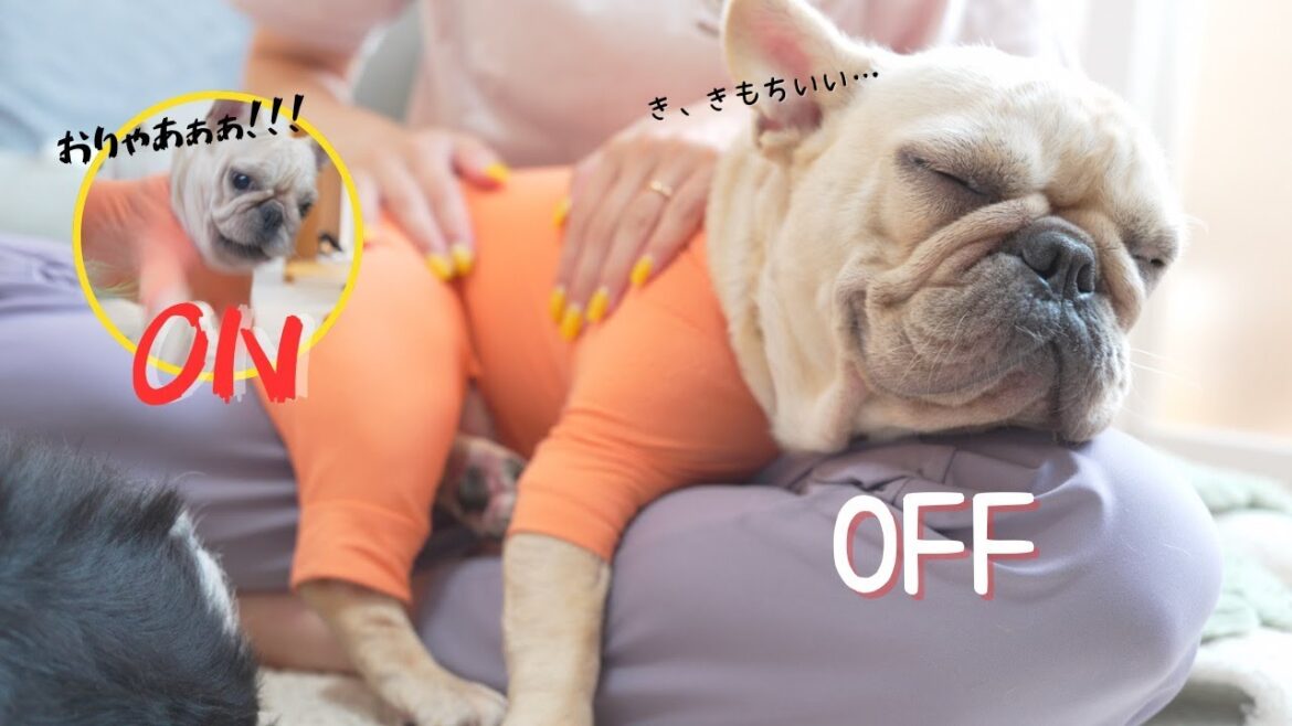 【衝撃】ONとOFFで全く別犬になるフレンチブルドッグ